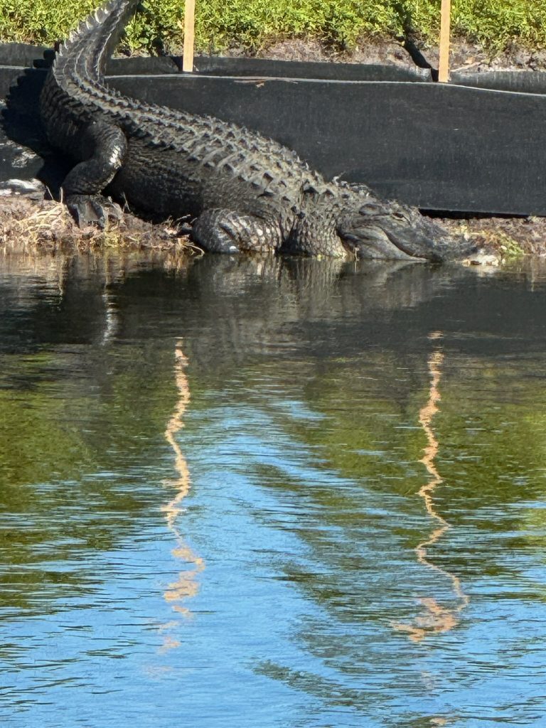 Gator at Bank Restoration Site