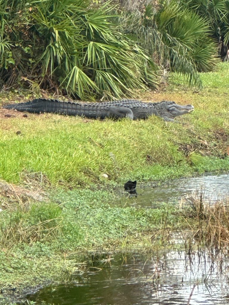 Gator on Bank