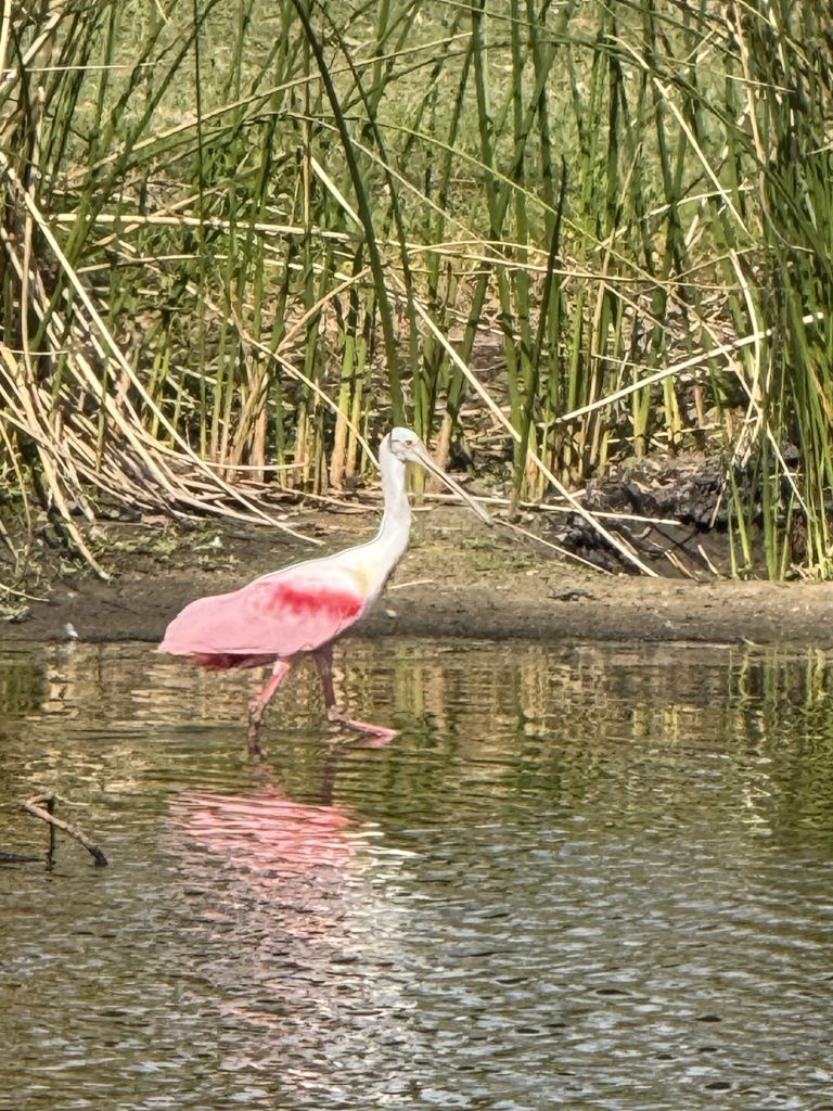 Roseate Spoonbill 2025