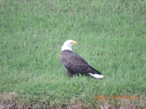 American Eagle