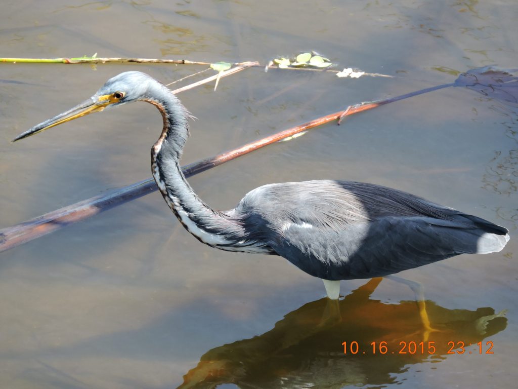 Tricolored Heron