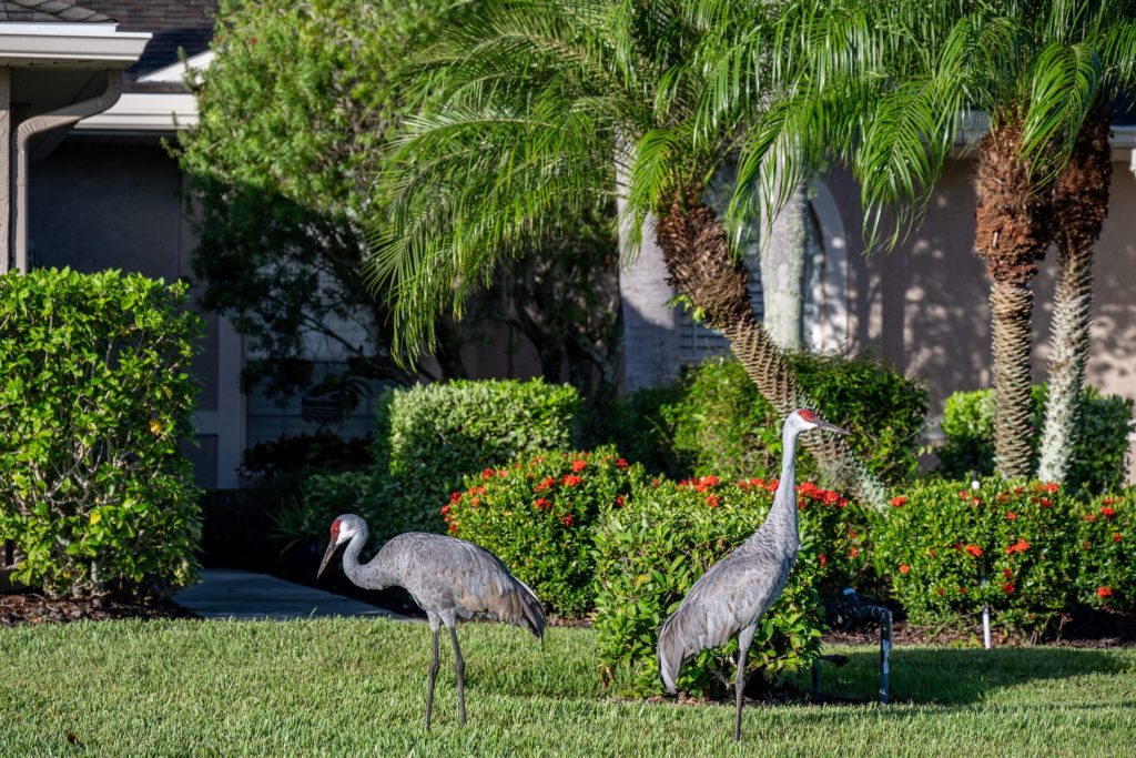 Pair of Sandhill Cranes 2025