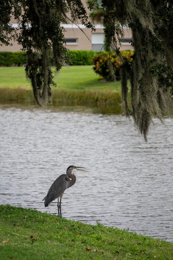 Great Blue Heron 2025