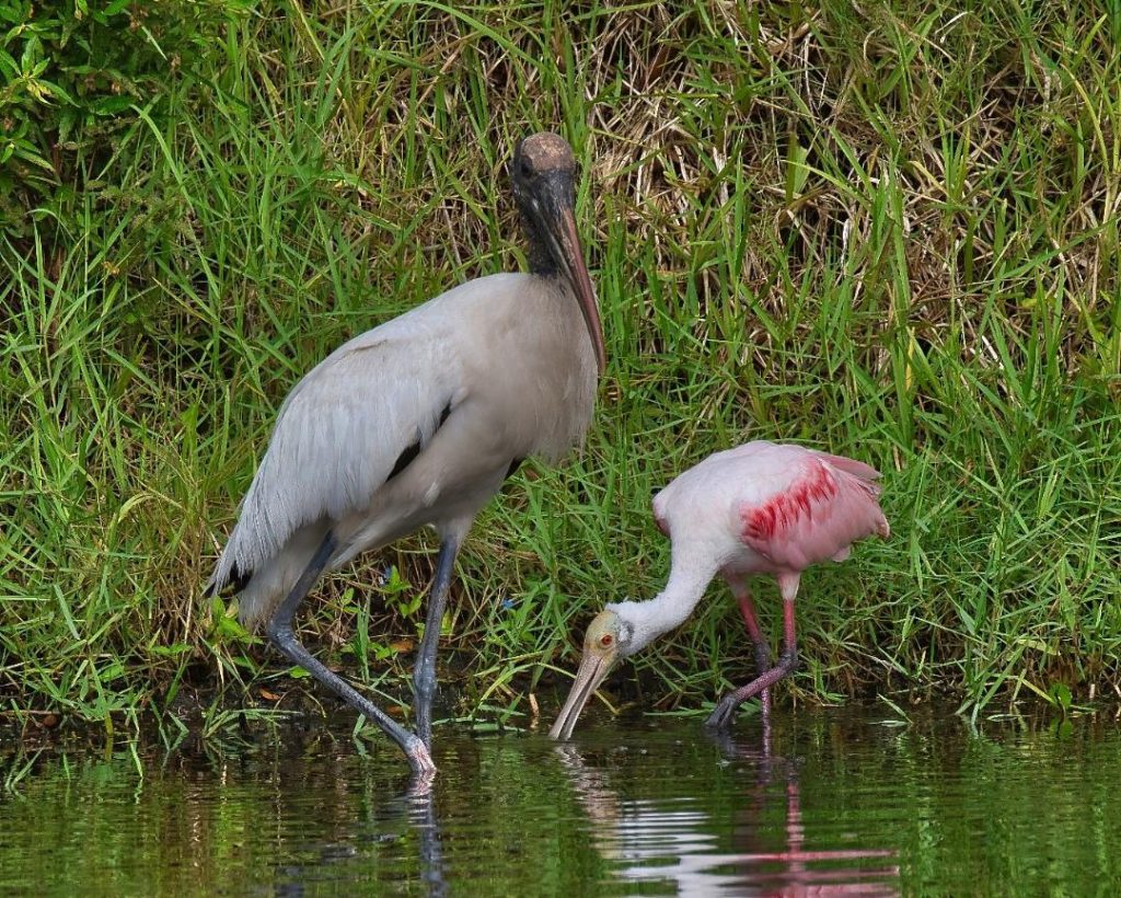 Wood Stork & Reseate Spoonbill