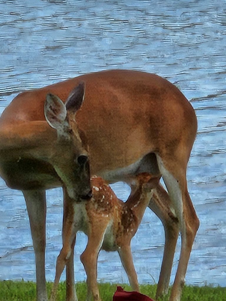 Deer & Fawn Back of Lanai April 2024