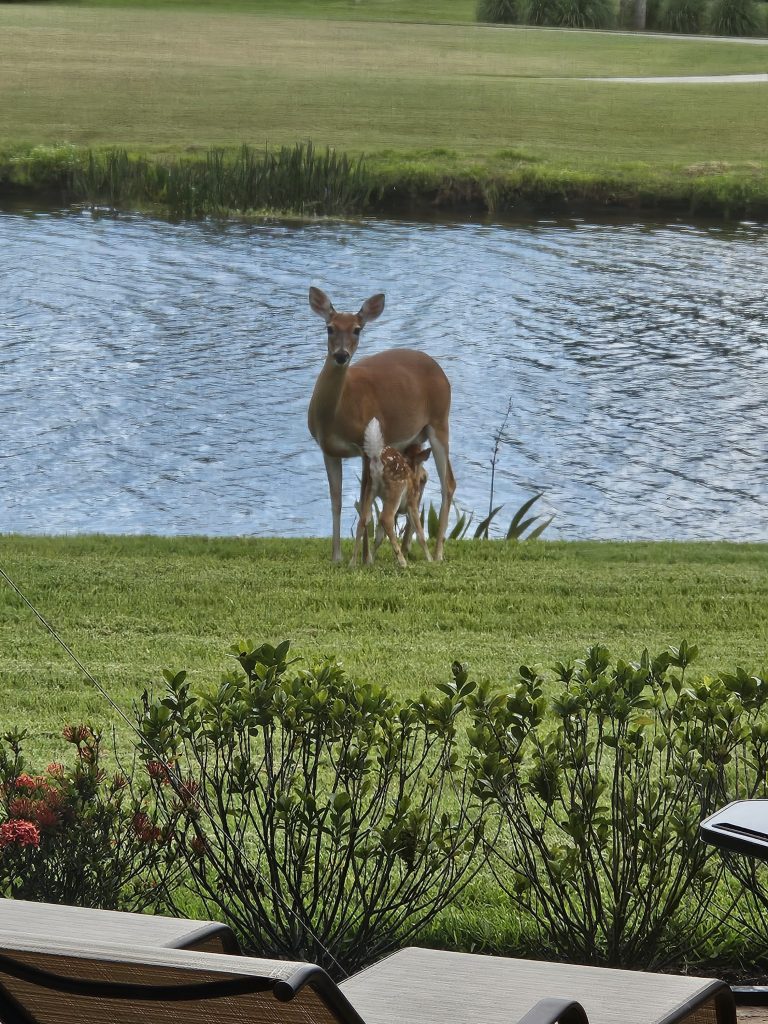 Deer & Fawn Back of Lanai April 2024