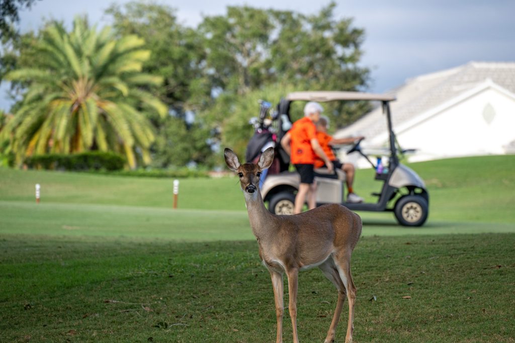 Deer on Golf Course