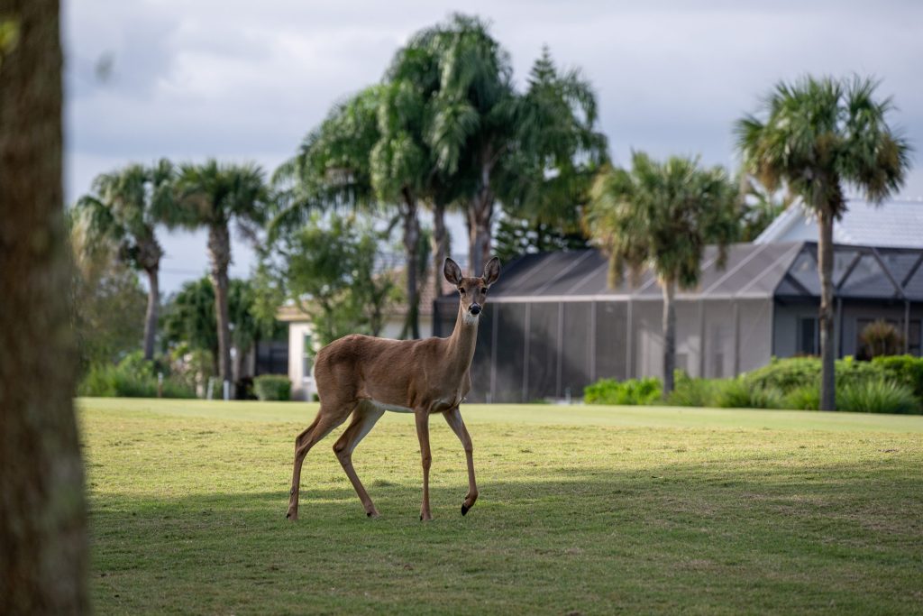 Deer on Golf Course 2025