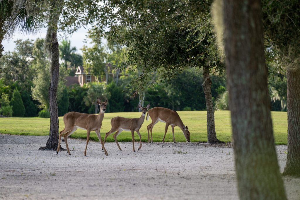 Deer on Golf Course Sand 2025