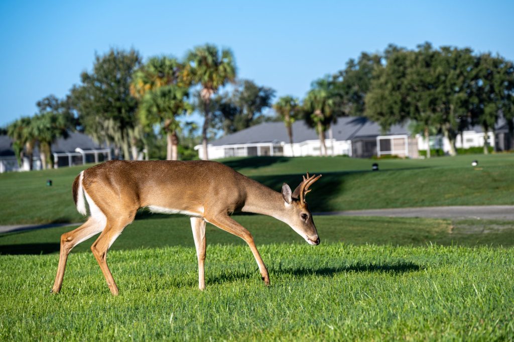 Deer on Golf Course 2025