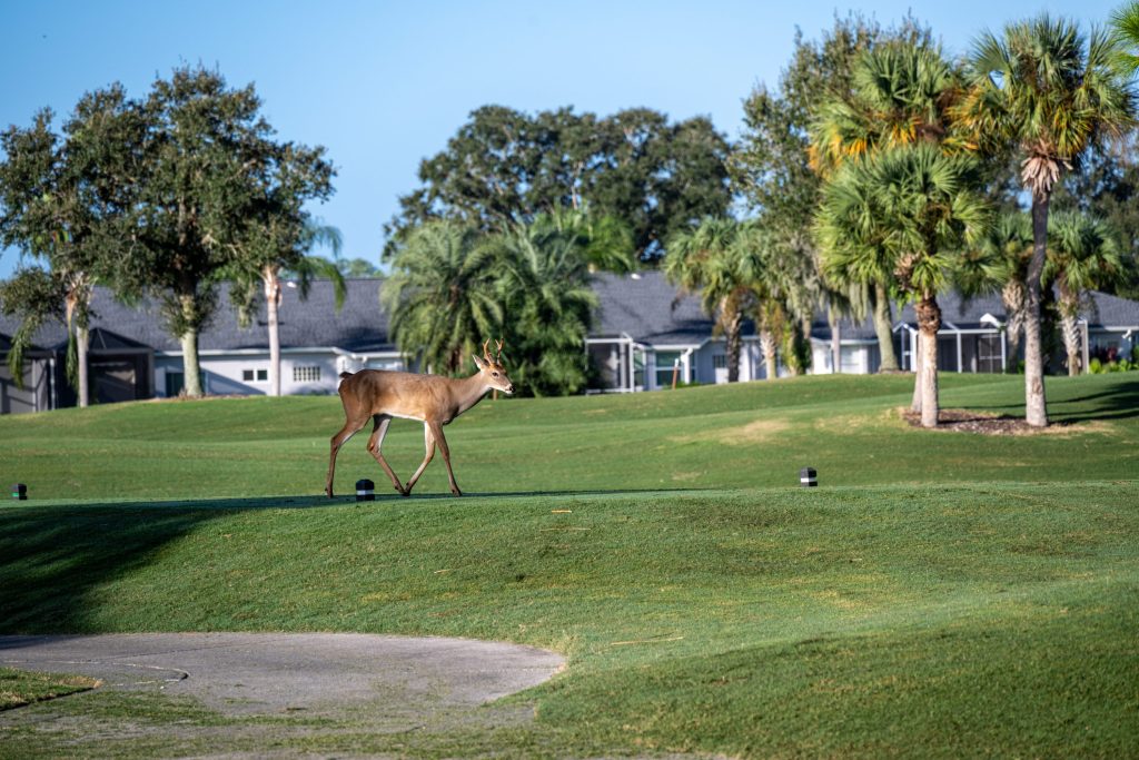 Deer on Golf Course 2025
